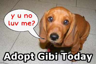 Adopt Gibi Today